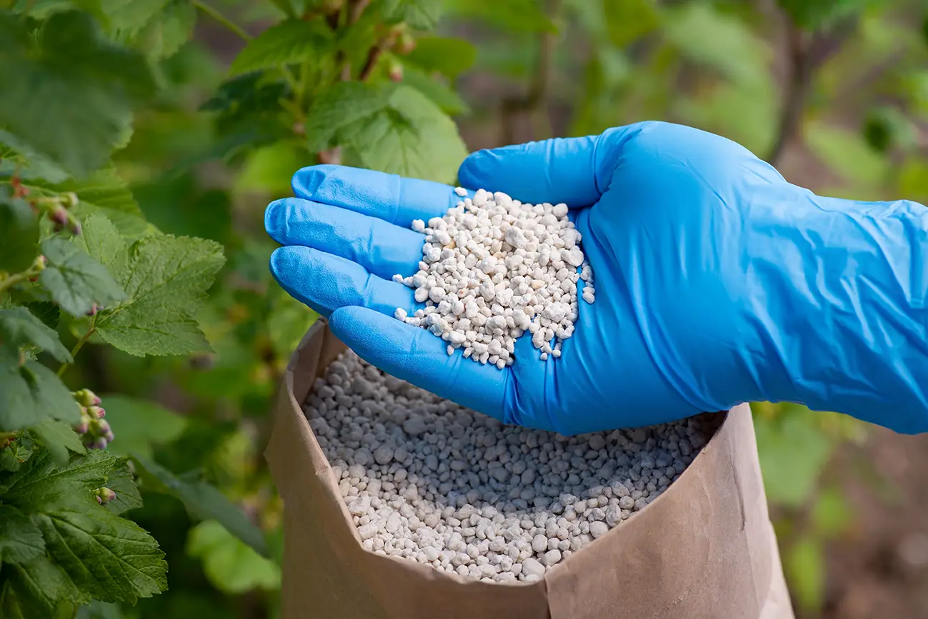 hand-blue-glove-holding-npk-fertilizer-bush-currant copy